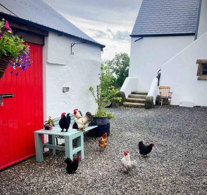 Stone Wall Cottage Castlewellan Extérieur photo
